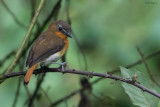 White-bellied Robin-Chat 