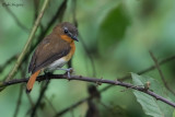 White-bellied Robin-Chat