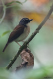 Brown-chested Alethe