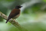 Brown-chested Alethe
