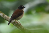 Brown-chested Alethe