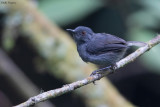 White-tailed Warbler