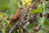 Evergreen-forest Warbler