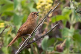 Evergreen-forest Warbler