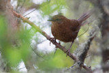 Evergreen-forest Warbler