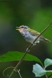 Black-capped Woodland Warbler