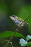 Black-capped Woodland Warbler