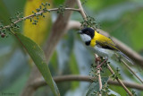 Black-capped Apalis