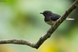 Buff-throated Apalis