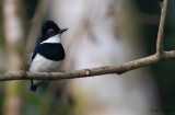 Chestnut Wattle-eye