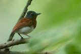 Chestnut Wattle-eye