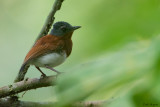 Chestnut Wattle-eye