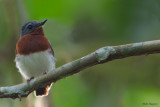 Chestnut Wattle-eye