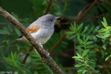 African Hill-babbler