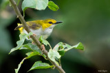 Yellow-browed Camaroptera