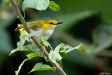 Yellow-browed Camaroptera