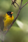 Oriole Finch