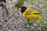 Oriole Finch
