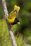 Oriole Finch