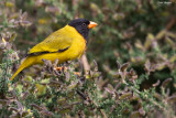Oriole Finch