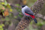 Black-crowned Waxbill