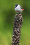 Black-crowned Waxbill 