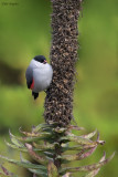 Black-crowned Waxbill 