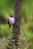 Black-crowned Waxbill