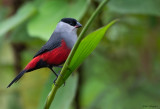 Black-headed Waxbill