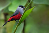 Black-headed Waxbill