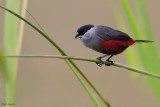 Black-headed Waxbill 