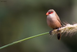 Common Waxbill