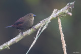 Red-faced Crimsonwing