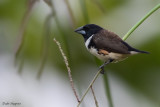 Magpie Mannikin