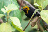 Black-billed Weaver