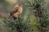 Yellow Bishop