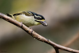 Yellow-throated Tinkerbird