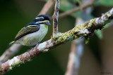 Yellow-throated Tinkerbird