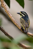 Yellow-throated Tinkerbird