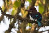 Chocolate-backed Kingfisher