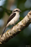 Mackinnon's Shrike