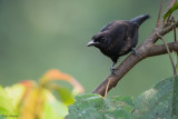 Lowland Sooty Boubou