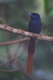 Rufous-vented Paradise-flycatcher