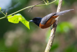 Red-bellied Paradise-flycatcher