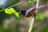 Red-bellied Paradise-flycatcher