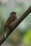 Cassin's Honeybird