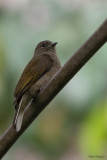 Cassin's Honeybird