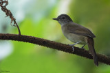 Cameroon Olive Greenbul