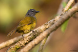 Western Mountain Greenbul