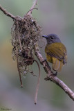 Western Mountain Greenbul